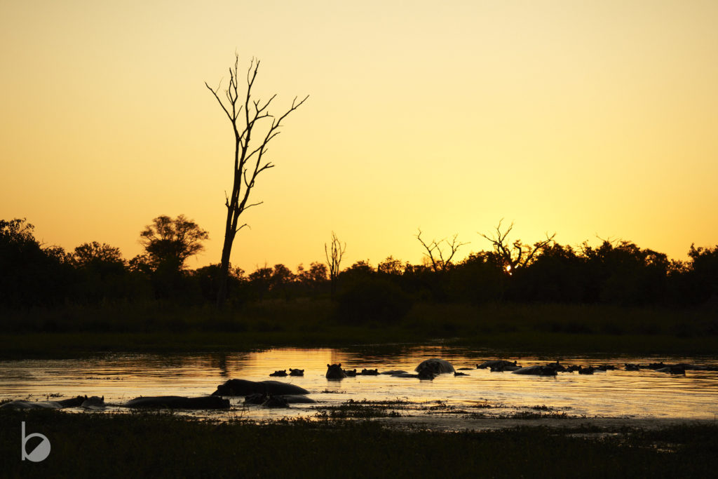 Hipop&oacute;tamos en su charca en el Okavango.