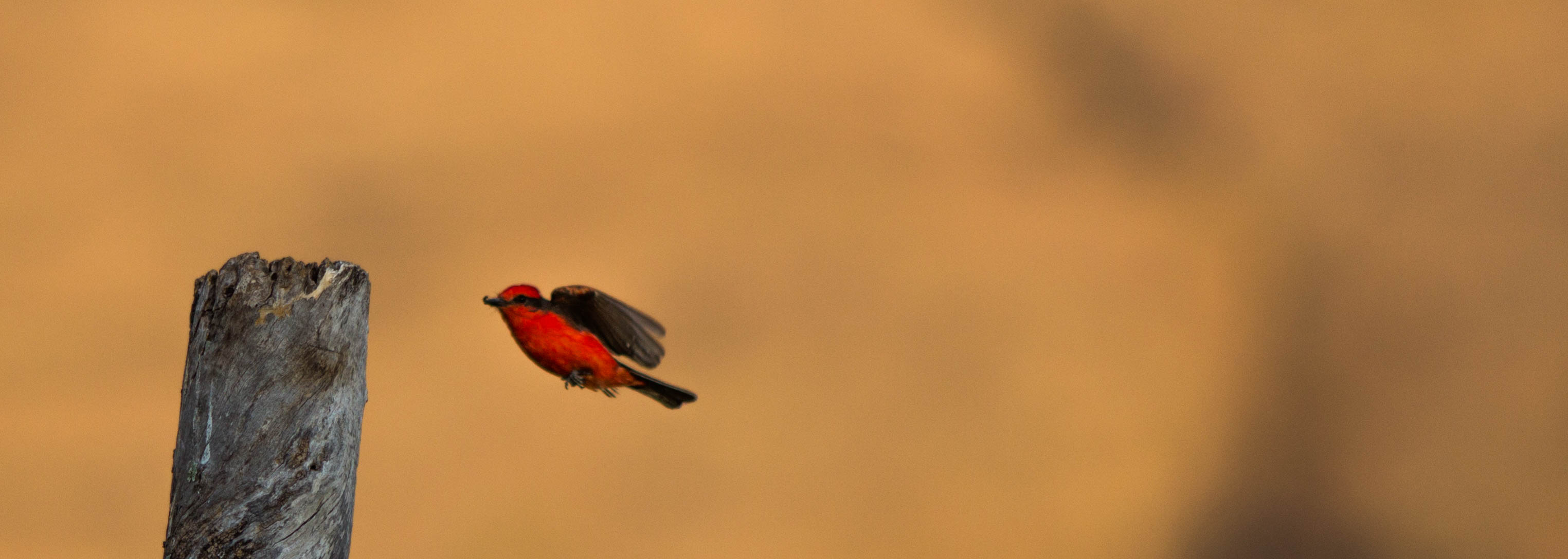 Titiribí al vuelo